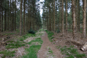 Wall Mural - path in the wood