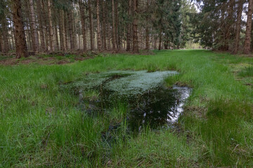 Wall Mural - water flowing in the forest