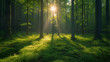 Rays of light, Forest in the fog, Morning in the forest,  Green forest panorama scenery with sunlight, Ai generated image