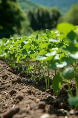 Wall Mural - Rows of neatly staked green beans, waiting to be picked for a crisp side dish