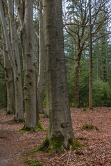 Wall Mural - trees in the woods