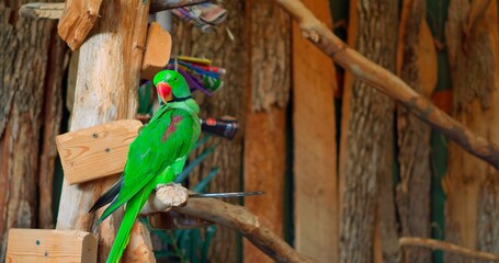 In branch of tree Ring-necked Parrot with beautiful green plumage showcases colorful feathers Ring-necked Parrot epitome of nature's beauty. Ring-necked Parrot marvel in big world of birds.