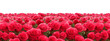 Rose Field Horizon Isolated on Transparent Background
