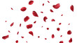 Realistic red rose petals with transparent background. Vector illustration