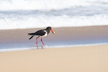 Eurasian Oystercatcher (Haematopus Ostralegus) A Medium-sized Bird With Dark Plumage With A Red Beak, The Bird Opens A Mussel Shell With Its Beak, The Animal Stands On A Sandy Beach On The Seashore.