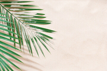 Wall Mural - sandy beach with of palm leaves - background with copy-space