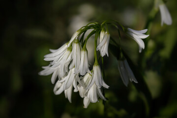 Canvas Print - Wild white bell flowers