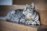 Fototapeta Koty - British Shorthair cat, in the apartment in portraits. Photo with wide aperture available light.