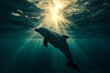 Underwater shot of dolphin swimming in the  with backlight