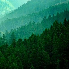 Wall Mural - Lush Green Pine Forest in Wilderness Mountains Growth Light Valley