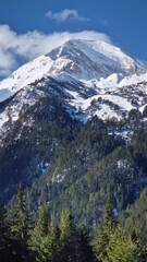 Wall Mural - Majestic rocky mountain peak covered with snow and green fir forest in the foreground