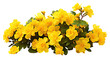 Yellow garden flowers cut out