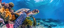 Cozumel's Stunning Coral Reefs Are Home To The Hawksbill Sea Turtle.