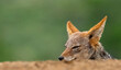 Above the parapet. A sly black-backed Jackal (Canis mesomelas) at Scavengers' hide, Zimanga Private Game Reserve, Kwazulu Natal.