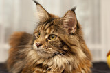 Fototapeta Koty - Portrait of a regal long-haired brown tabby Maine Coon cat with hypnotic yellow eyes, resting against a white background and emitting an aura of relaxation and calm