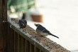 These two blue jays were out on the wooden railing of the deck for some birdseed. These pretty corvids are quite colorful with their blue and black feathers. These birds are hungry and need food.