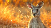 A Close Up Of A Kangaroo In A Field Of Grass With The Sun Shining Through The Trees In The Background.