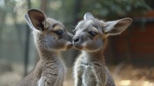 Two Baby Kangaroos Standing Next To Each Other With Their Noses Touching Each Other's Noses With Their Noses.