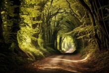 A Rural Dirt Road Bordered By Tall Trees, Creating A Natural Tunnel