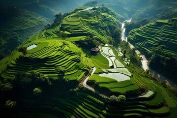 Poster - Aerial view showcasing the intricate beauty of terraced paddy fields from above