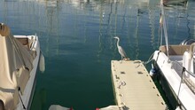 A White Heron Stands On A Pantone, A Heron Stands Waiting For Fish Around The White Yachts