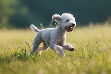 A Cute Bedlington Terrier Dog Is Running In The Grass, In The Style Of Light Silver And Light Azure