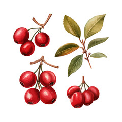 Wall Mural - watercolor cranberry clipart for graphic resources