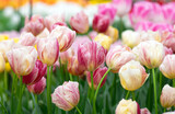 Fototapeta Tulipany - Close-up of tulip flower the colorful background.