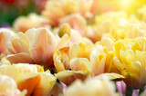 Fototapeta Tulipany -  Colorful tulips in the garden