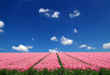 Fototapeta Tulipany - Tulips field in the Netherlands