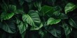 © Creative Canvas - abstract green leaf texture, nature background