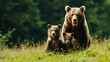 Brown Bear (Ursus arctos) Mother with Two Cubs