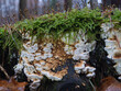 Wald Moose und Pilze bei feuchten Wetter