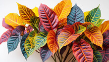 Leaves Of A Croton Plant Closeup