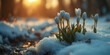 Schneeglöckchen zum Frühling in der Natur in schönen Sonnenlicht mit Schnee, ai generativ