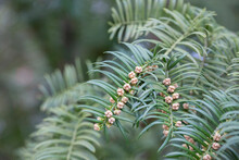 Yew Berry In Spring During Flowering. Branches.