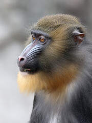 Wall Mural - A mandrill (Mandrillus sphinx) portrait