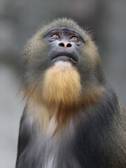 Wall Mural - A mandrill (Mandrillus sphinx) portrait