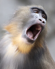 Wall Mural - A mandrill (Mandrillus sphinx) portrait