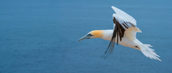 Wall Mural - Northern gannet (Morus bassanus), Helgoland island ,Germany