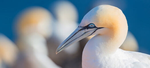 Wall Mural - Northern gannet (Morus bassanus), Helgoland island ,Germany