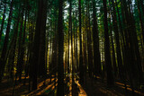 Fototapeta Las - Morning Sunlight in a Dense Forest - Beautiful Sun Walking Track with Trees