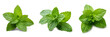 Fresh green mint leaves on transparency , png
