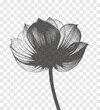 Transparent dot art flower, halftone collage design element. Grunge cut out sticker. Noise grain gradient, stipple texture effect. Trendy modern retro vector floral illustration. Duotone overlay style