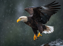 A Bald Eagle Is Flying Through A Snowy Sky With Its Wings Spread Wide. World Wildlife Conservation Concept.