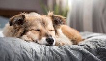 Cute Mutt Dog Sleeping On The Bed. Dog Sleeping At Home On The Bed