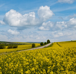 Wall Mural - spring rapeseed yellow blooming fields