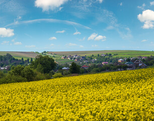 Wall Mural - spring rapeseed yellow blooming fields