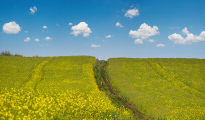 Wall Mural - small young deer on dirty road through spring rapeseed yellow blooming fields. natural seasonal, goo
