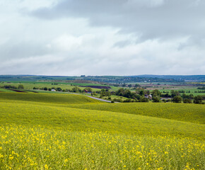 Wall Mural - spring evening view with rapeseed yellow blooming fields in sunlight with cloud shadows. natural sea